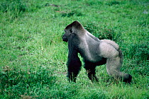 Western lowland gorilla silverback, Odzala NP, DR Congo, Maya Maya Nord Bai