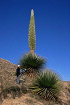 Puya raimondii in flower with camerman to give scale, Huascaran NP, Andes, Peru
