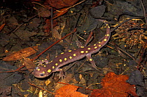 Spotted salamander during breeding season. PA, USA {Ambystoma maculatum}