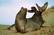 Male Northern elephant seal display {Mirounga angustirostris} Ano Nuevo SR, California, USA