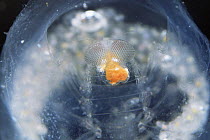 Parasitoid amphipod {Phronima sedentaria} living in Salps Mediterranean