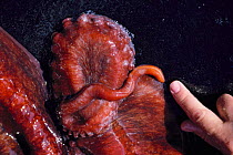 Male sex organ on tentacle of Giant Pacific octopus {Octopus dofleini} Canada