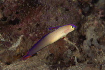 Decorated dartfish {Nemateleotris decora} Indo-Pacific