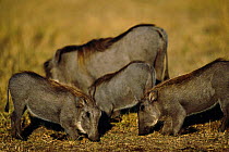 Warthog family feeding {Phacochoerus aethiopicus} Masai Mara, Kenya