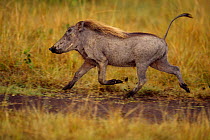 Warthog running {Phacochoerus aethiopicus} Masai Mara, Kenya