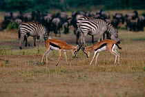 Thomson's gazelles sparring {Gazella thomsoni} with Zebra in background. Masai Mara, Kenya