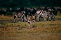 Thomson's gazelles walking away {Gazella thomsoni} with Zebra herd in background. Masai Mara, Kenya