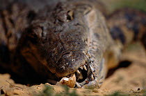 Nile crocodile using teeth to help open egg for young hatchling {Crocodylus niloticus} Kenya