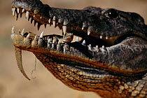 Newly hatched Nile crocodile held in parent's mouth {Crocodylus niloticus} Kenya