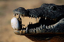 Nile crocodile using teeth to help crack egg open for hatchling {Crocodylus niloticus} Kenya