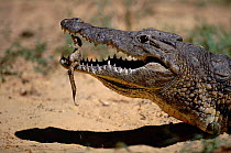 Nile crocodile holding newly hatched young in mouth {Crocodylus niloticus} Kenya