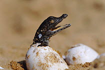 Nile crocodile hatching from egg {Crocodylus niloticus} C Kenya