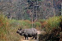 Indian rhinoceros mother and young on road {Rhinoceros unicornis} Kaziranga, India
