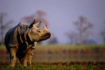 Indian rhinoceros portrait {Rhinoceros unicornis} Kaziranga, India