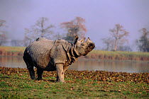 Indian rhinoceros {Rhinoceros unicornis} Kazaringa, India
