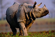 Indian rhinoceros portrait {Rhinoceros unicornis} Kaziranga, India