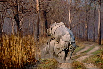 Indian rhinoceros mating {Rhinoceros unicornis} Kaziranga, India