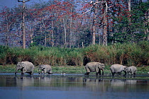 Indian elephant group drinking  {Elephas maximus} Kaziranga, India