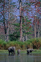 Indian elephant group drinking in river {Elephas maximus} Kaziranga, India
