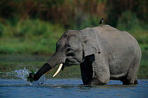 Indian elephant splashing trunk in water {Elephas maximus} Kaziranga, India