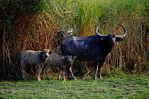 Water buffalo with young {Bubalus arnee} Kaziranga, India