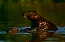 Capybara {Hydrochoerus hydrochaeris} mating in water, Pantanal, Brazil