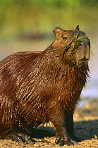Capybara with plant on face {Hydrochoerus hydrochaeris} Pantanal, Brazil, South America