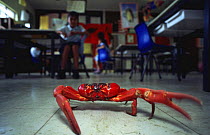 Christmas Island red crab in school classroom (Gecarcoidea natalis) Indian Ocean, Australia