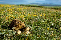 Hedgehog (Erinaceus europaeus) eating Oystercatcher eggs on South Uist, Scotland. Introduced to the island in 1974, the hedgehog population has increased dramatically and is causing populations of nes...