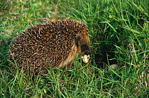 Hedgehog eating Dunlin eggs on South Uist, Scotland (Erinaceus europaeus). Introduced species causing decline in bird populations