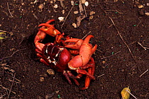 Christmas Island red crabs mating {Gecarcoidea natalis} Indian Ocean, Australia