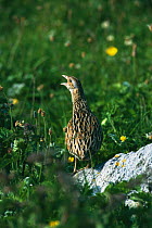 Corncrake calling, machair, South Uist, Scotland (Crex crex) Endangered species