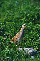 Corncrake calling, machair, South Uist, Scotland (Crex crex) Endangered species