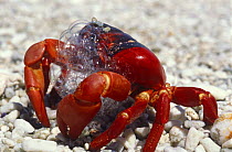 Stressed Christmas Island red crab bubbling at mouth (Gecarcoidea natalis) Indian Ocean, Australia