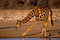 Giraffe drinking at waterhole {Giraffa camelopardalis} Etosha NP, Namibia, Southern Africa