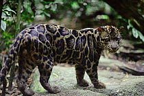 Clouded leopard male {Neofelis nebulosa}