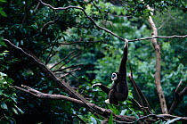 White handed gibbon hanging from branch {Hylobates lar} C