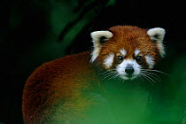Red panda portrait {Ailurus fulgens}
