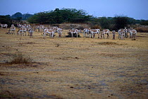 Khur / Indian wild ass {Equus hemionus khur} herd, Rann of Kutch, Gujarat, India