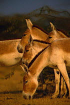 Khur / Indian wild ass {Equus hemionus khur} Rann of Kutch, Gujarat, India