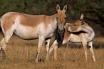 Khur / Indian wild ass and foal {Equus hemionus khur} Rann of Kutch, Gujarat, India