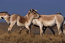 Khur / Indian wild ass mutual nuzzling {Equus hemionus khur} Rann of Kutch, Gujarat, India