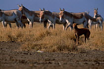 Khur / Indian wild ass {Equus hemionus khur} and domestic dog Rann of Kutch, Gujarat, India