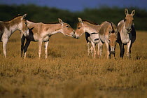 Khur / Indian wild ass greeting {Equus hemionus khur}  Rann of Kutch, Gujarat, India