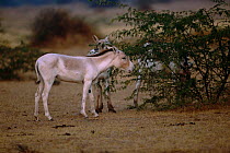 Khur / Indian wild ass grazing on bush {Equus hemionus khur} Rann of Kutch, Gujarat, India