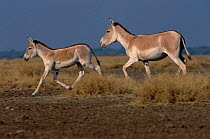 Khur / Indian wild ass and foal running {Equus hemionus khur} Rann of Kutch, Gujarat, India