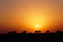Khur / Indian wild ass herd silhouetted at sunset {Equus hemionus khur} Rann of Kutch, Gujarat, India