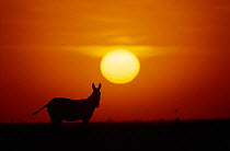 Khur / Indian wild ass silhouette at sunset {Equus hemionus khur} Rann of Kutch, Gujarat, India