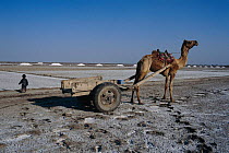 Camel with cart at salt extraction pans, Rann of Kutch, Gujarat, India