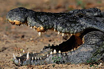 Nile crocodile jaw open {Crocodylus niloticus}  Kenya